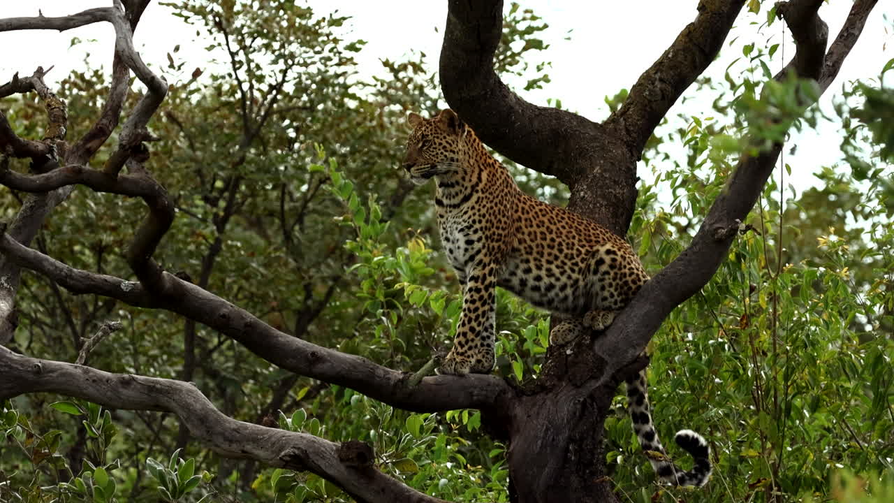 Alert African leopard perched in tree in bushveld scans territory, telephoto