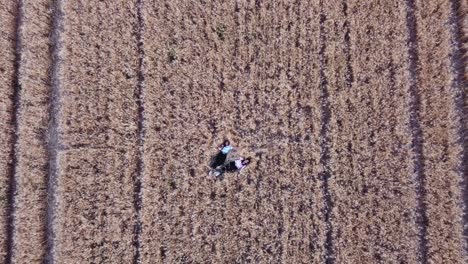 Aerial view of two women waving hands to drone camera while laying on the floor at a wheat field. Rural concept.