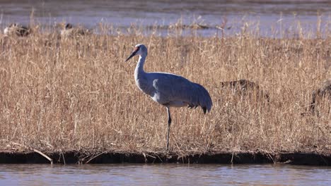 pájaro garza cerca del río en nuevo méxico