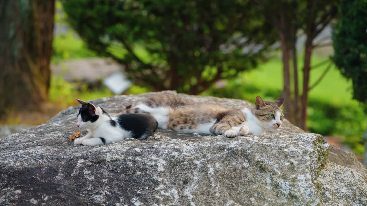 A beautiful Korean Shorthair mother cat and her small black and white kitten rest and relax together on a large grey rock at a peaceful outdoor campsite in South Korea