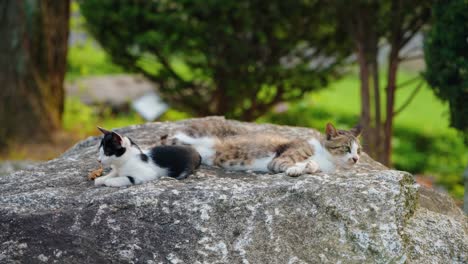 a beautiful korean shorthair mother cat and her small black and white kitten rest and relax together on a large grey rock at a peaceful outdoor campsite in south korea