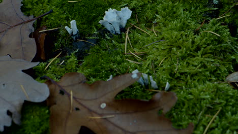 close up of moss leaves autumn forest floor with insects