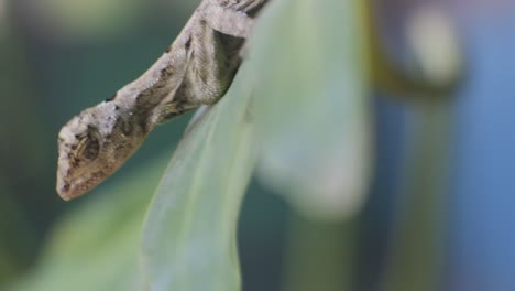 broncocela jubata arrastrándose en el árbol