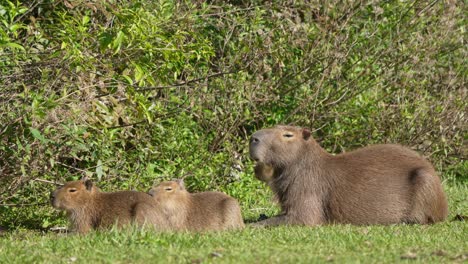 three capybaras, mother and two children rest in tall grass, half hidden, lying close in dense green foliage, static telephoto