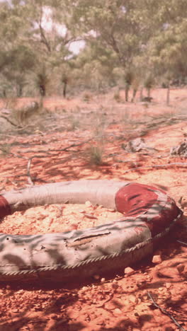 salvavidas en el desierto