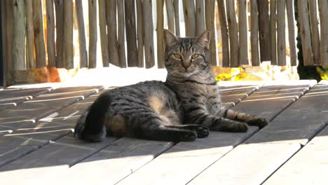 Un-Llamativo-Y-Hermoso-Gato-Jaspeado,-Alerta-Pero-Perezoso-A-La-Sombra-En-Una-Terraza-De-Madera