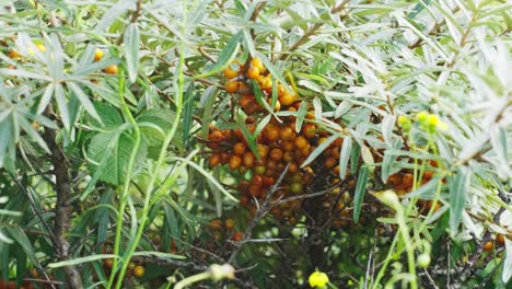 Hippophae-Rhamnoides-Blühende-Strauchpflanze-Mit-Barries,-Nahaufnahme-Dolly-Herein,-Tag