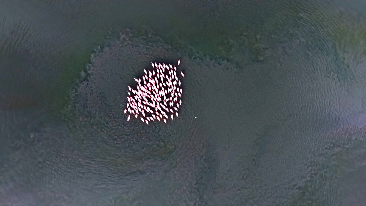 Overhead view of flamingo cluster in green lagoon water. Top down drone perspective of tightly grouped birds on dark emerald surface.