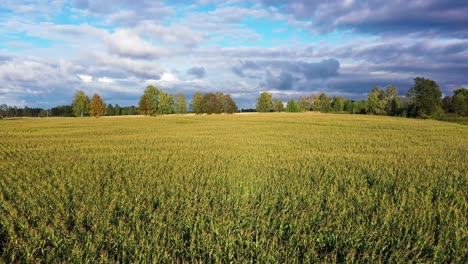 Cultivo-De-Maíz-Para-La-Producción-De-Biomasa,-Vista-De-La-Hora-Dorada,-Nubes-Nimbus-Sobre-El-Campo