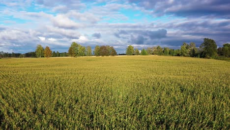 growing corn for biomass production, golden hour view, nimbus clouds above field