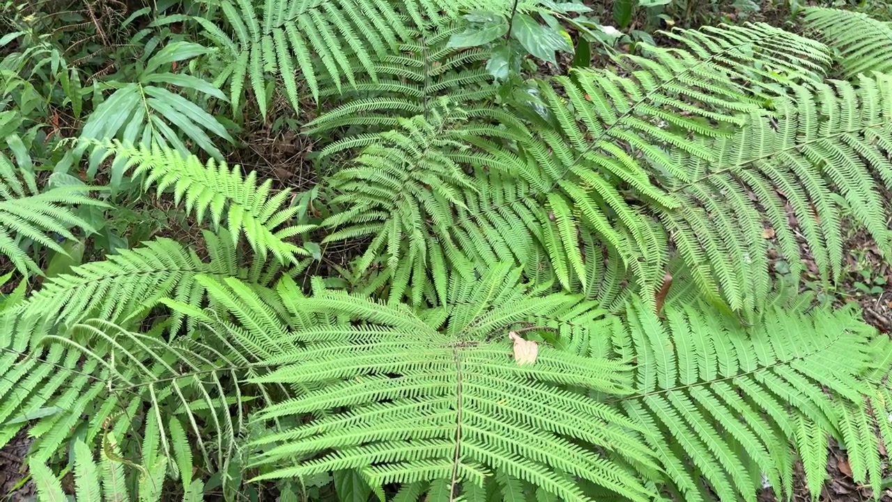 Foglie di felce verde lussureggiante che ondeggiano dolcemente in una foresta tropicale