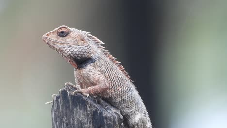 lagarto en la lluvia esperando a que lo saquen