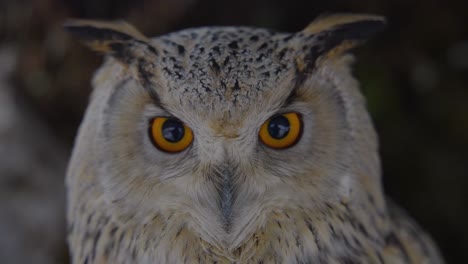 primer plano de una cara de búho en cámara lenta con detalles y ojos coloridos, pico y plumas