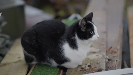 Cat-resting-on-wooden-plank-outside,-handheld