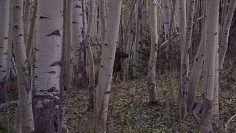 mature bull elk in a forest at dusk turns and runs off