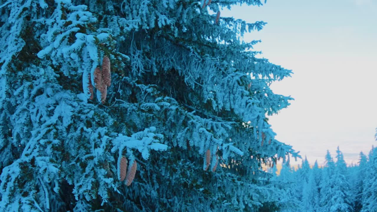 Close-up of a pine tree covered in snow in the mountains