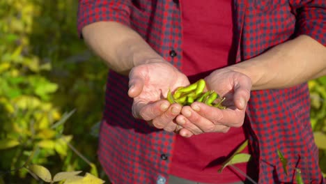 primer plano de un agrónomo con frutas de soja en las manos. concepto ecología, producto biológico, productos naturales