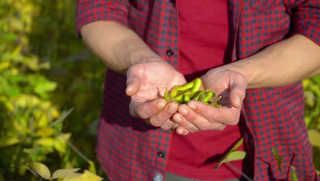 close-up of an agronomist with soybean fruits in hands. concept ecology, bio product, natural products