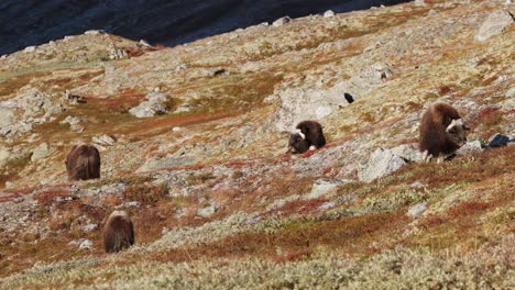 Bueyes-Almizcleros-En-Una-Pendiente-Durante-La-Puesta-De-Sol-En-Noruega-En-Un-Paisaje-Otoñal