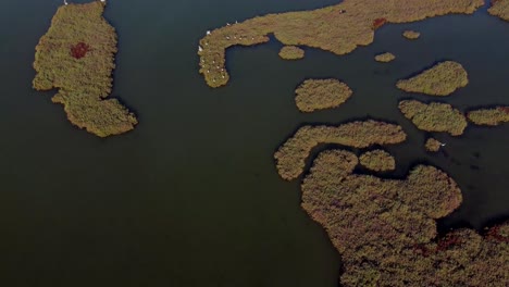 Aerial-descending-over-pelicans,-wild-birds-feeding-in-marshes