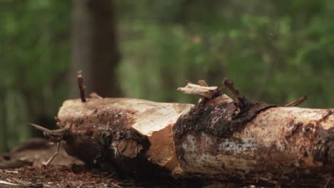 axe chopping continuously at log slow motion