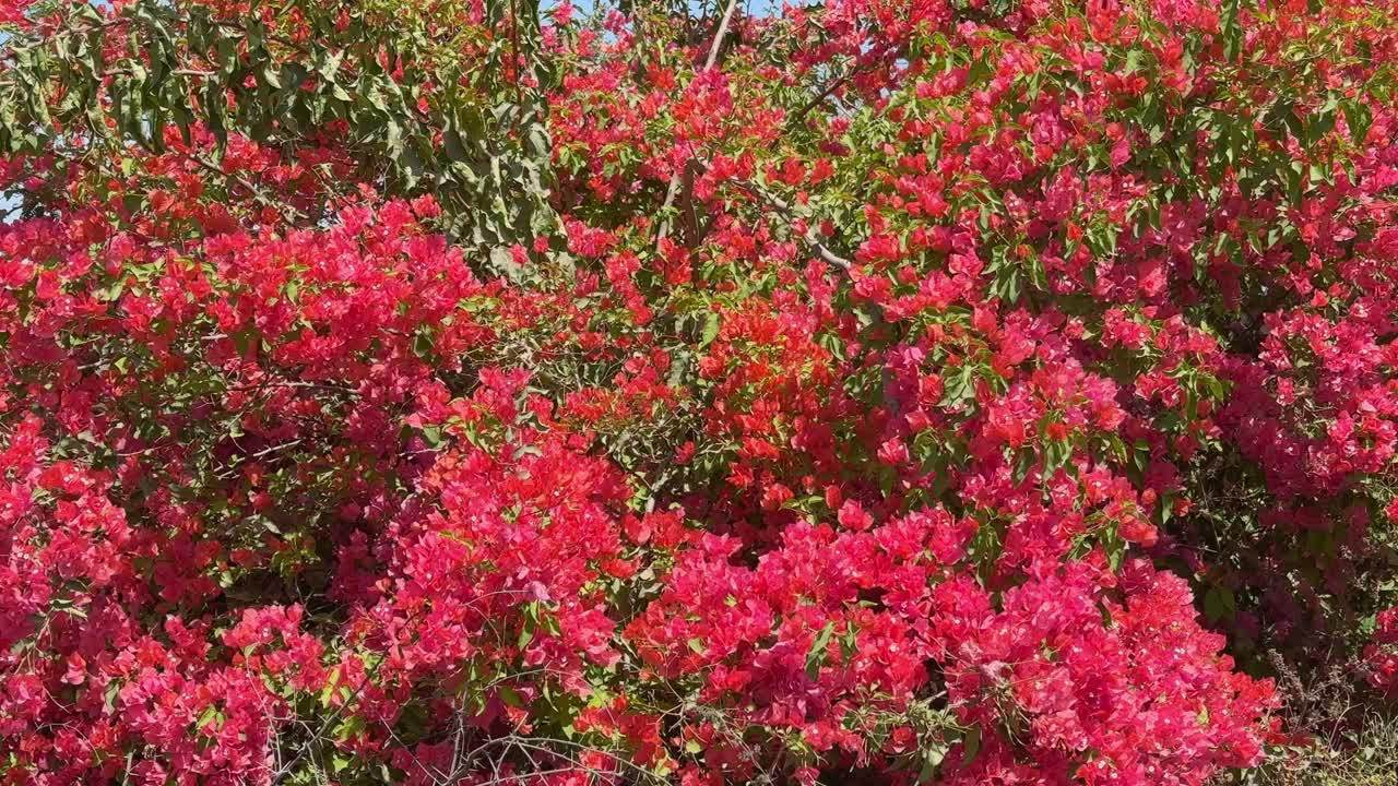Pink Bougainvillea glabra blooming in the garden, the lesser bougainvillea or paperflower,