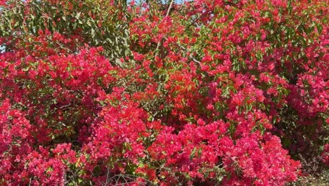 pink bougainvillea glabra blooming in the garden, the lesser bougainvillea or paperflower,