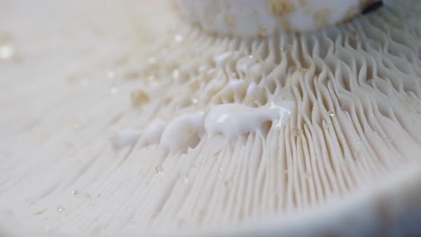 abstract background macro image of mushroom. close up