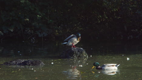 Bunte-Stockenten,-Die-Federn-Putzen-Und-Im-Reflektierenden-Licht-Des-Sees-Schwimmen