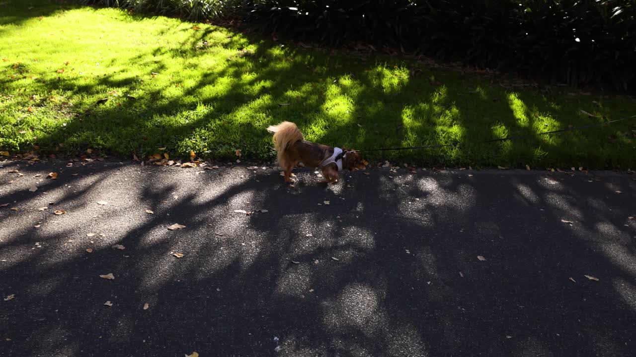 멜버른 공원 에서 사람 들 과 함께 산책 하는 개