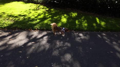 perro caminando con la gente en el parque de melbourne