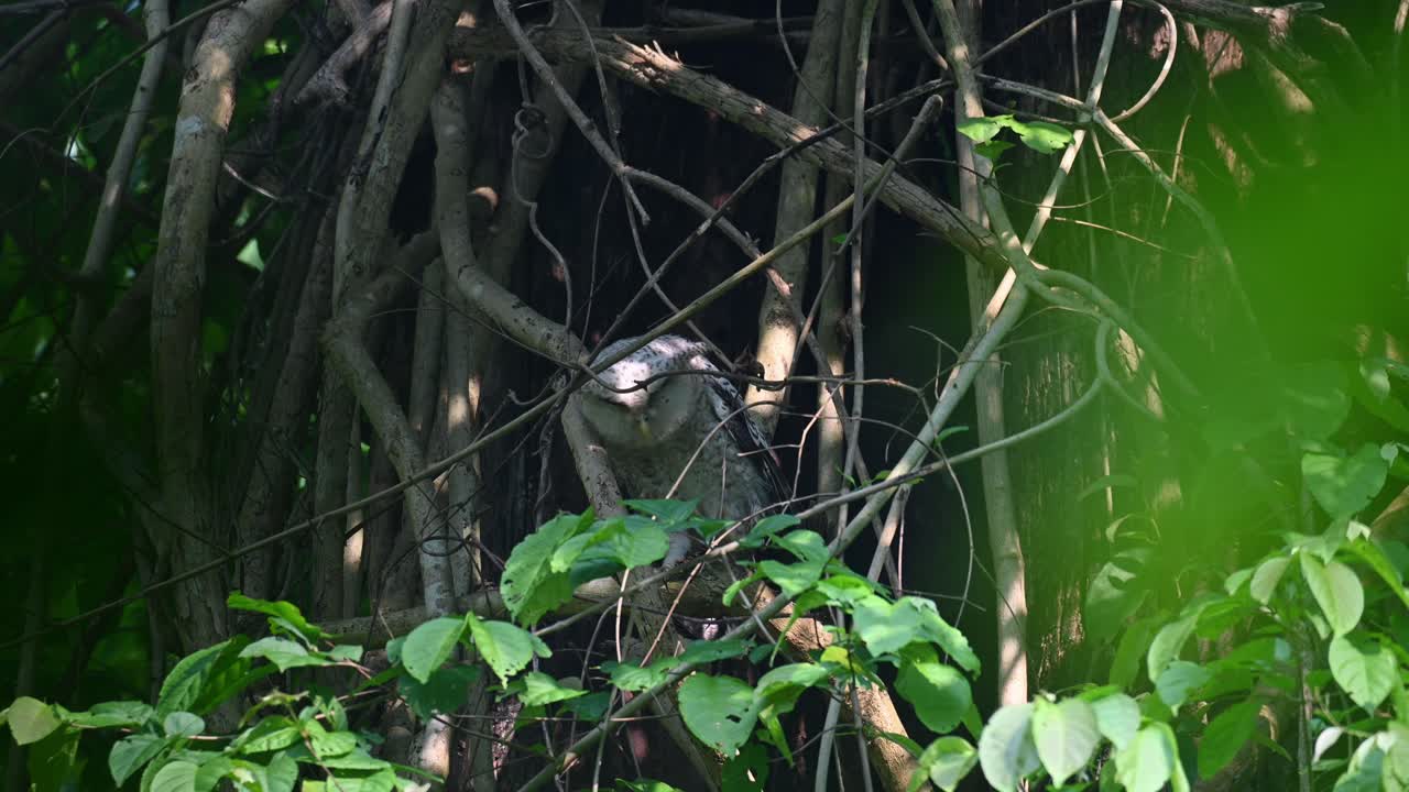 왼발, 반배부엉이, 부보 니팔렌시스, 청소년, 캥크라찬 국립공원, 태국으로 목을 긁으면서 정글의 나뭇잎 깊은 곳에서 보입니다.