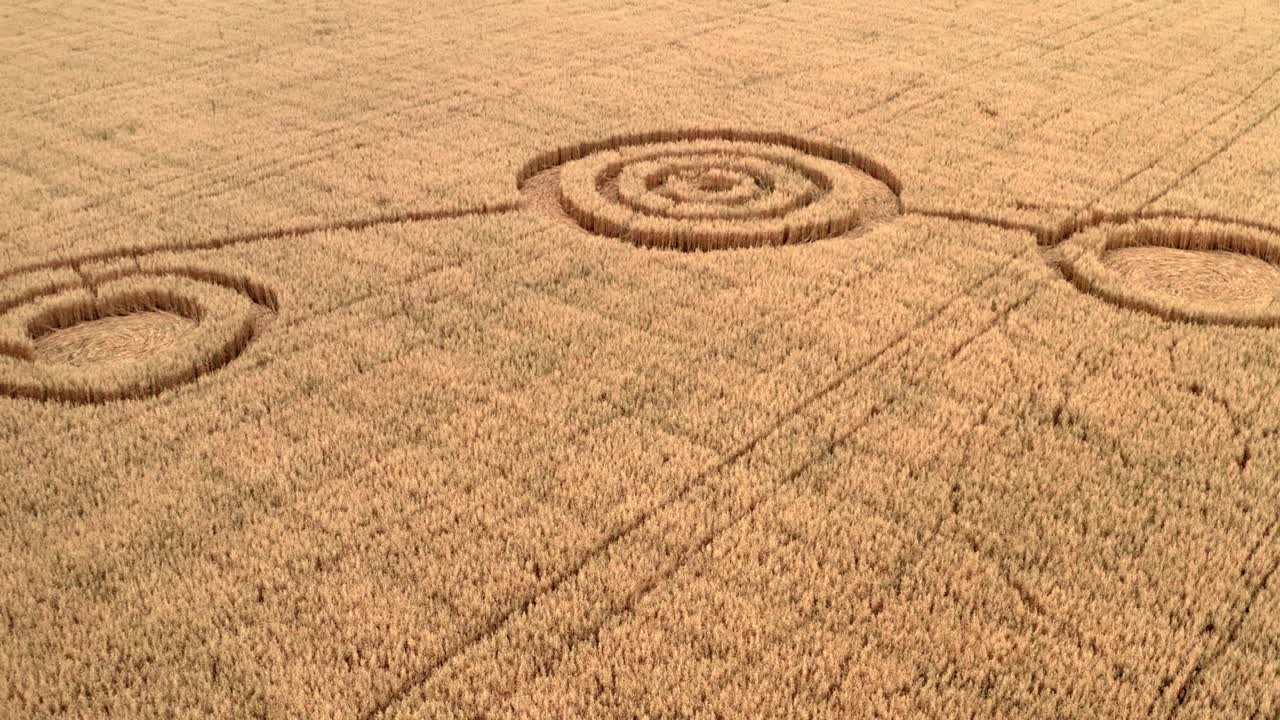 círculos de ovnis falsos en el campo amarillo de la cosecha de grano, vista aérea desde un avión no tripulado. símbolos de forma de geometría redonda como signos alienígenas, concepto de misterio