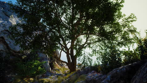 big tree with rock formations on the mountainside