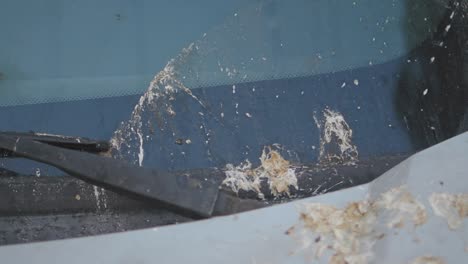 bird droppings on car windshield
