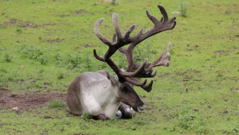 reindeer (rangifer tarandus) on the green grassland.