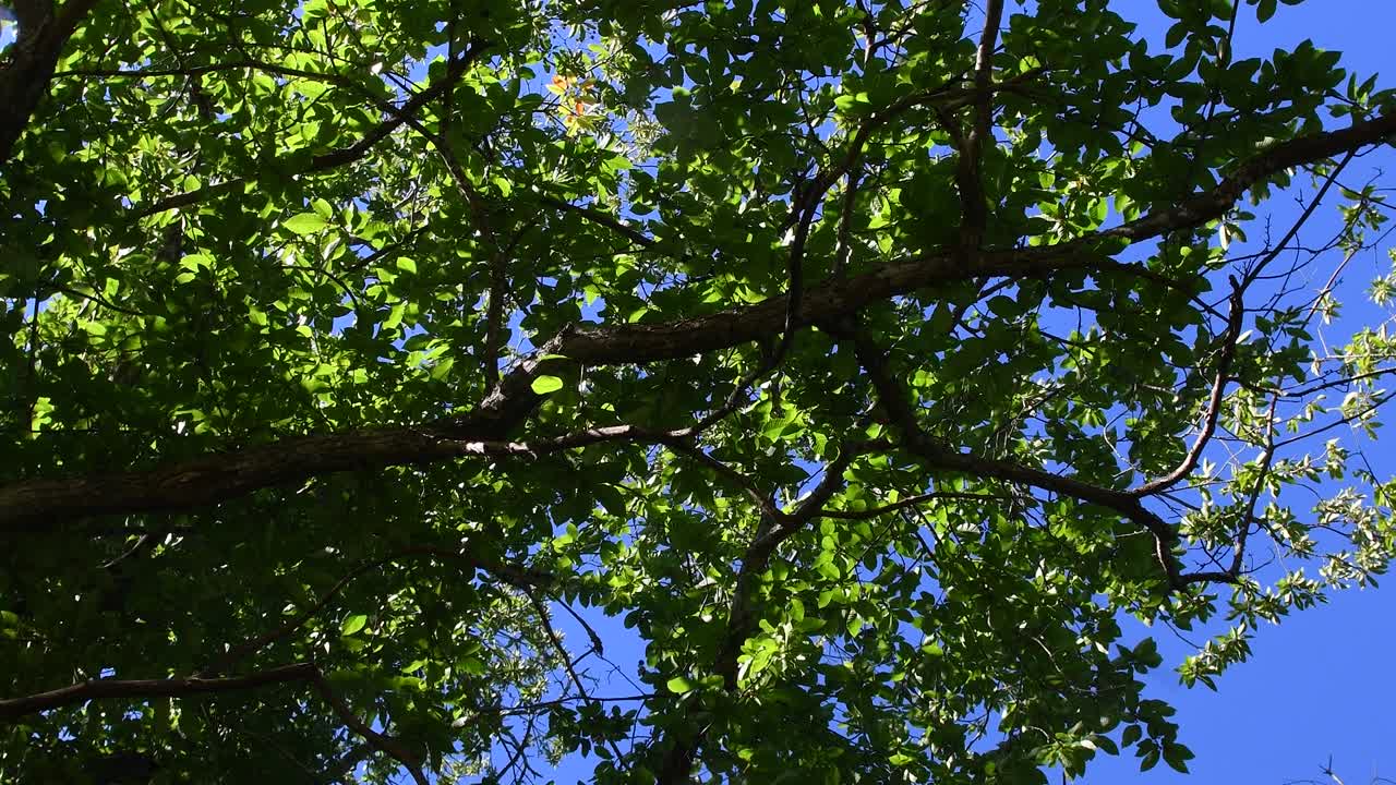 vista de un bosque de castaños desde abajo con movimiento circular de la cámara.