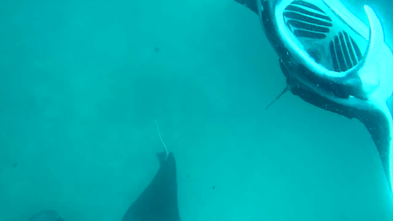 Manta Rays Underwater
