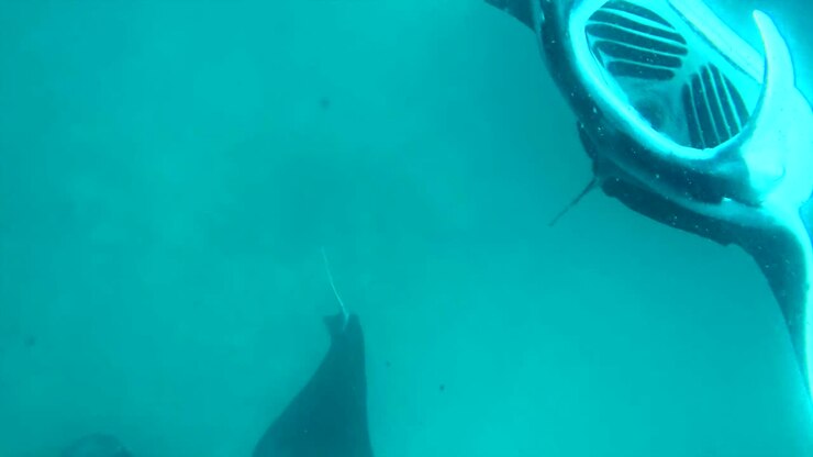 Manta Rays Underwater