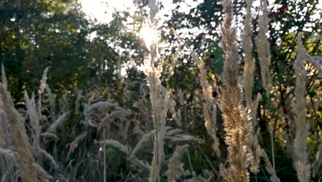 El-Sol-De-La-Tarde-Brilla-A-Través-De-Los-árboles-Y-Las-Rosas-De-La-Cadera-En-Largas-Y-Secas-Pajas-De-Hierba-De-Finales-De-Verano,-Parte-1