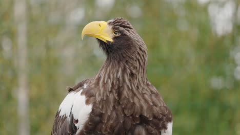 steller's sea eagle portrait
