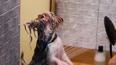 a dog being showered and groomed