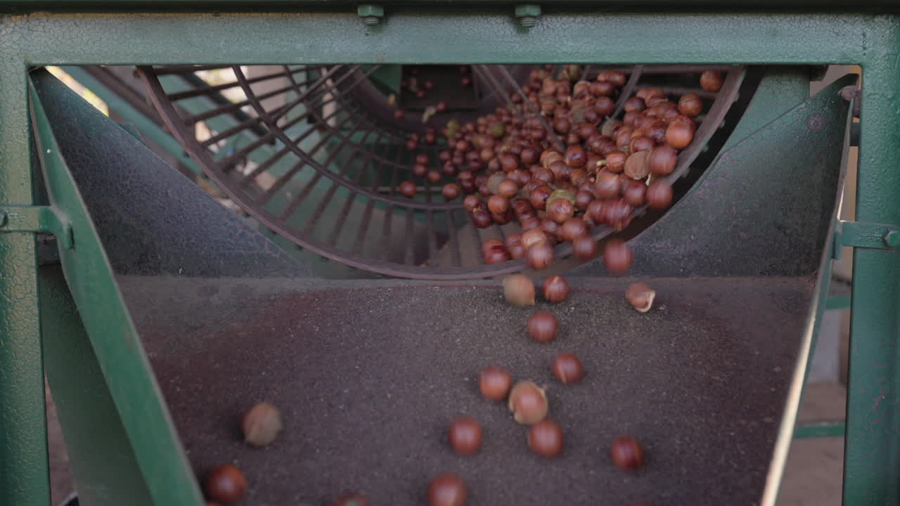 Shells cracked, debris removed from Macadamia nuts in tumble roller