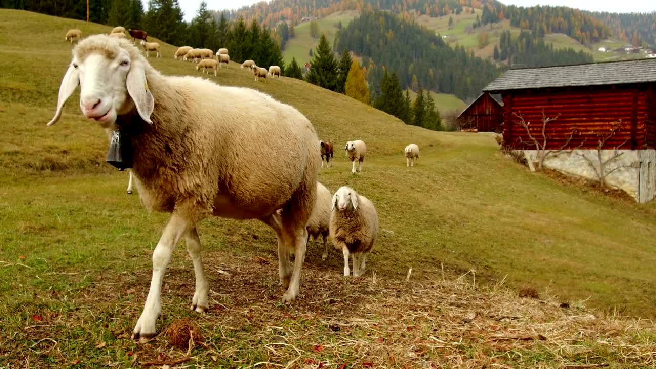 Pecore al pascolo in Alta Badia, Dolomiti.