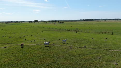 Vacas-En-Los-Llanos-De-Colombia-En-Un-Día-Soleado