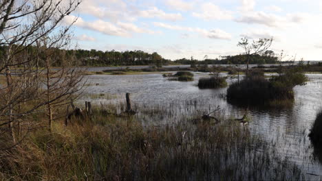 pantanos salados o humedales a principios de la primavera
