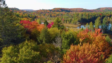 Rötliche-Farben-Malen-Die-Ankunft-Des-Herbstes-In-Einem-Malerischen-Wald