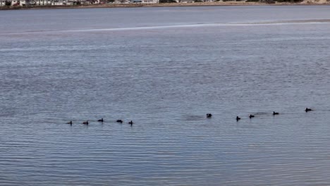 Surf-Scoter-An-Der-Küste-Von-Oregon-Schwimmen-In-Der-Bucht