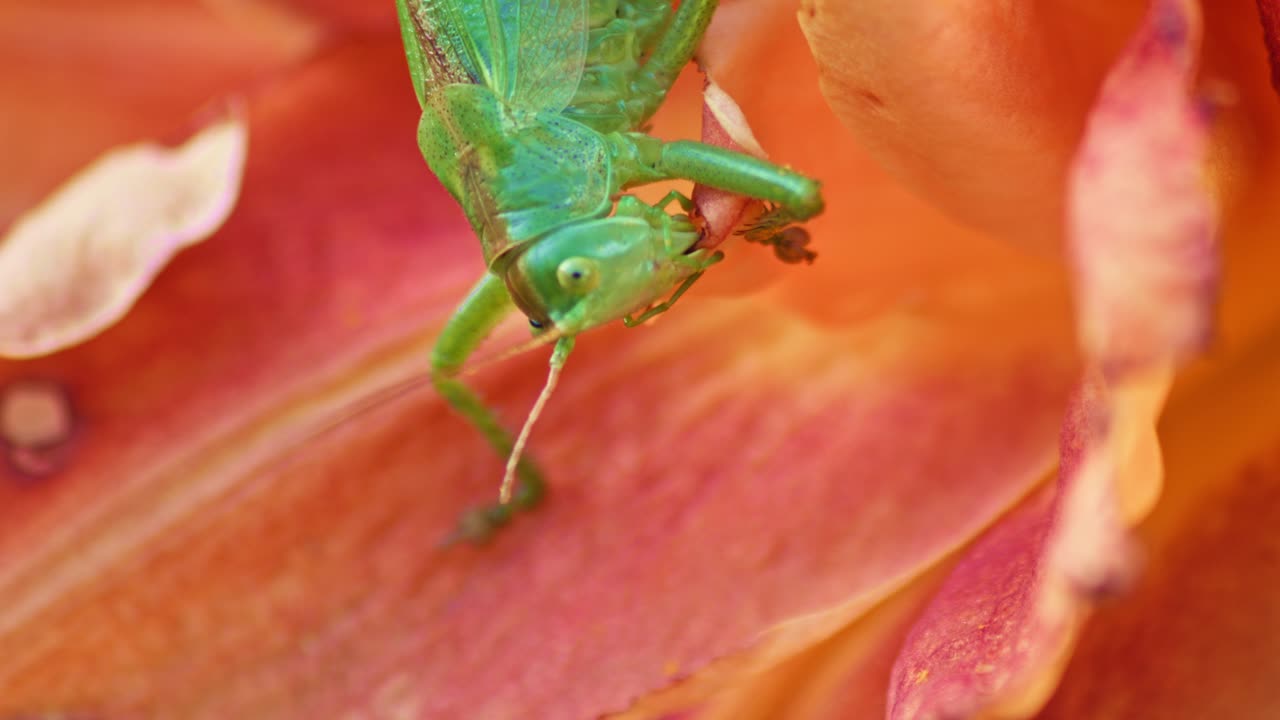 A close-up shot of a green great grasshopper head eating an orange blossoming flower