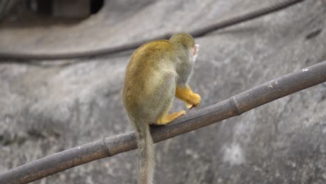 scimmia scoiattolo primate che mangia mela mordace su un ramo di un albero di bambù allo zoo